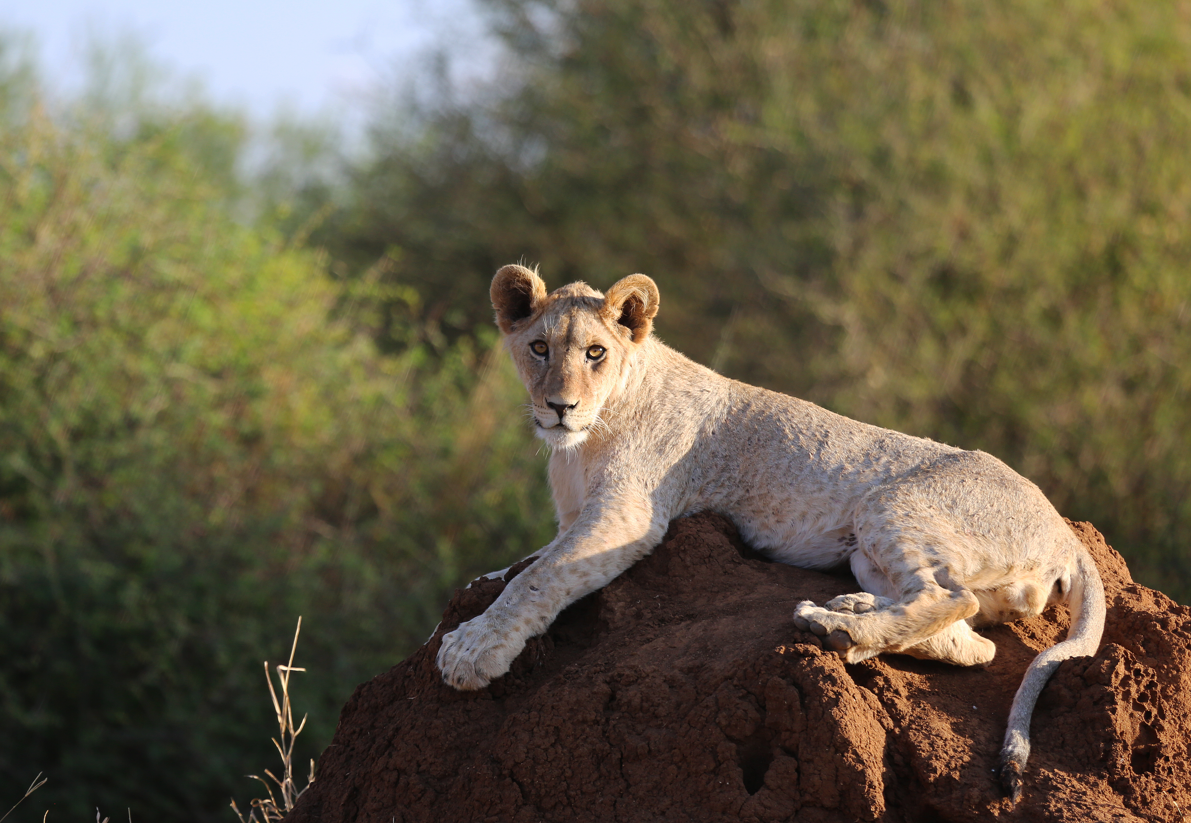 lioness kenya lioness kenya